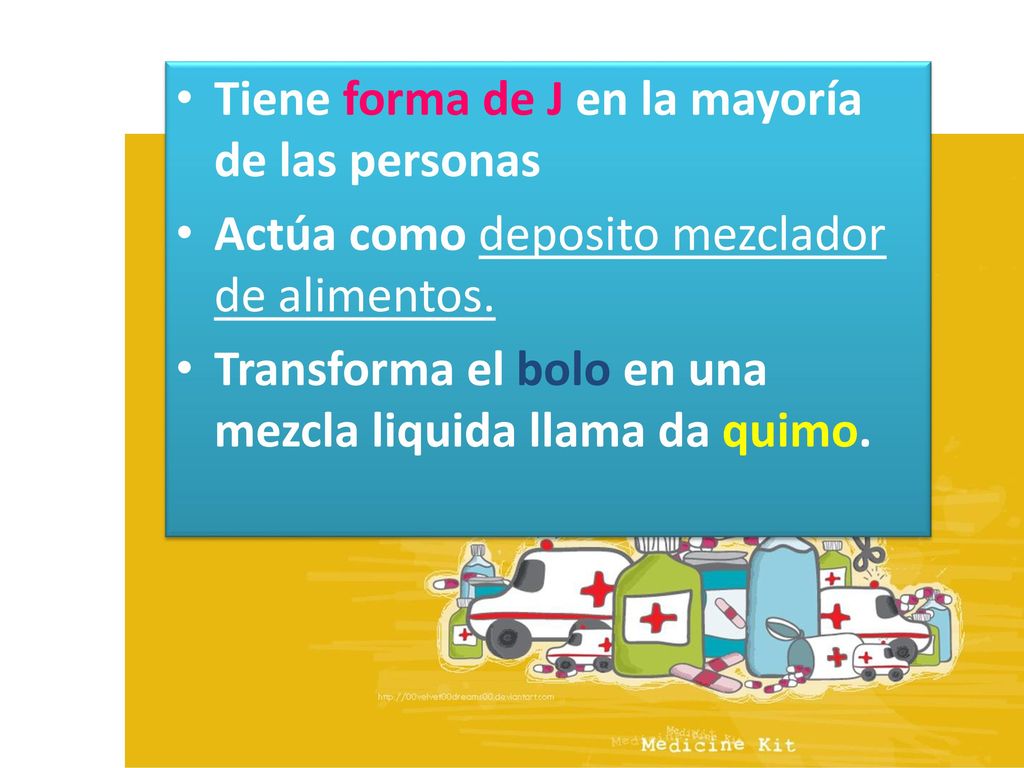 Tiene forma de J en la mayoría de las personas