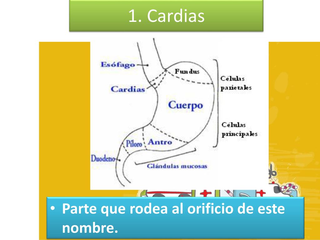 1. Cardias Parte que rodea al orificio de este nombre.