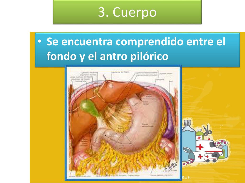 3. Cuerpo Se encuentra comprendido entre el fondo y el antro pilórico
