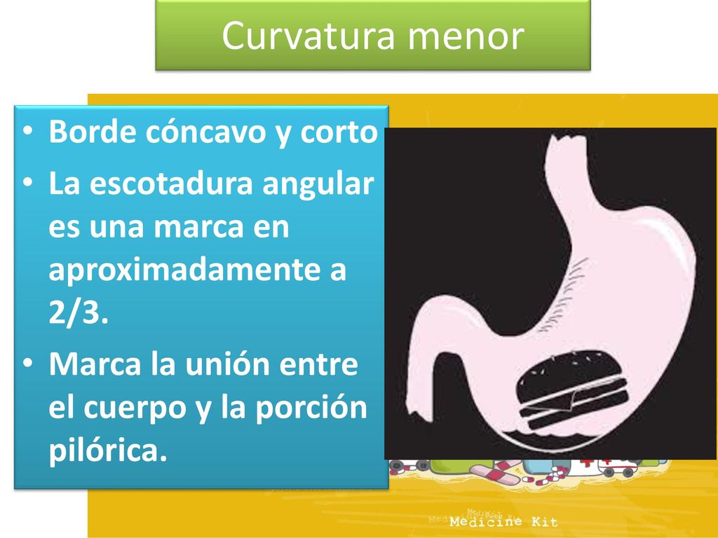 Curvatura menor Borde cóncavo y corto