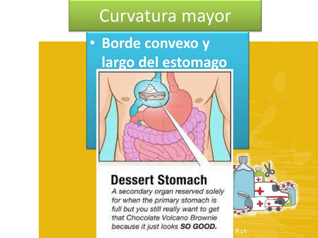 Curvatura mayor Borde convexo y largo del estomago