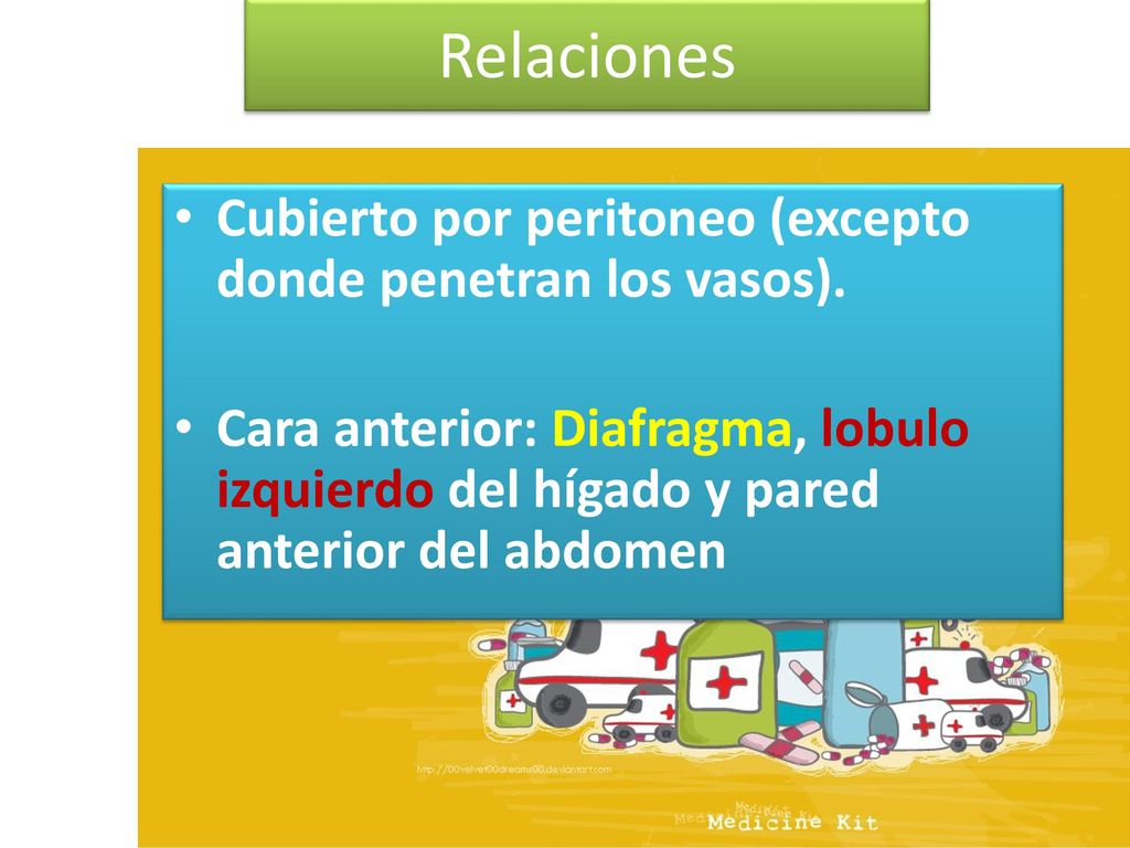 Relaciones Cubierto por peritoneo (excepto donde penetran los vasos).