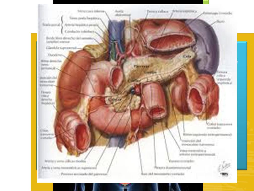 Lecho gástrico Donde reposa el estomago en posición anatómica. Esta formada por las estructuras de la pared posterior de la bolsa omental.