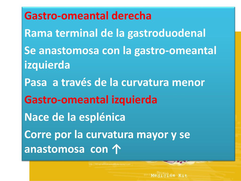 Gastro-omeantal derecha Rama terminal de la gastroduodenal Se anastomosa con la gastro-omeantal izquierda Pasa a través de la curvatura menor Gastro-omeantal izquierda Nace de la esplénica Corre por la curvatura mayor y se anastomosa con ↑
