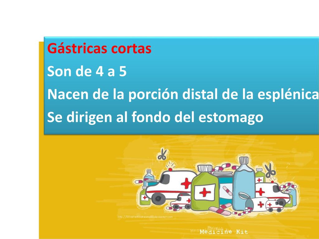 Gástricas cortas Son de 4 a 5 Nacen de la porción distal de la esplénica Se dirigen al fondo del estomago