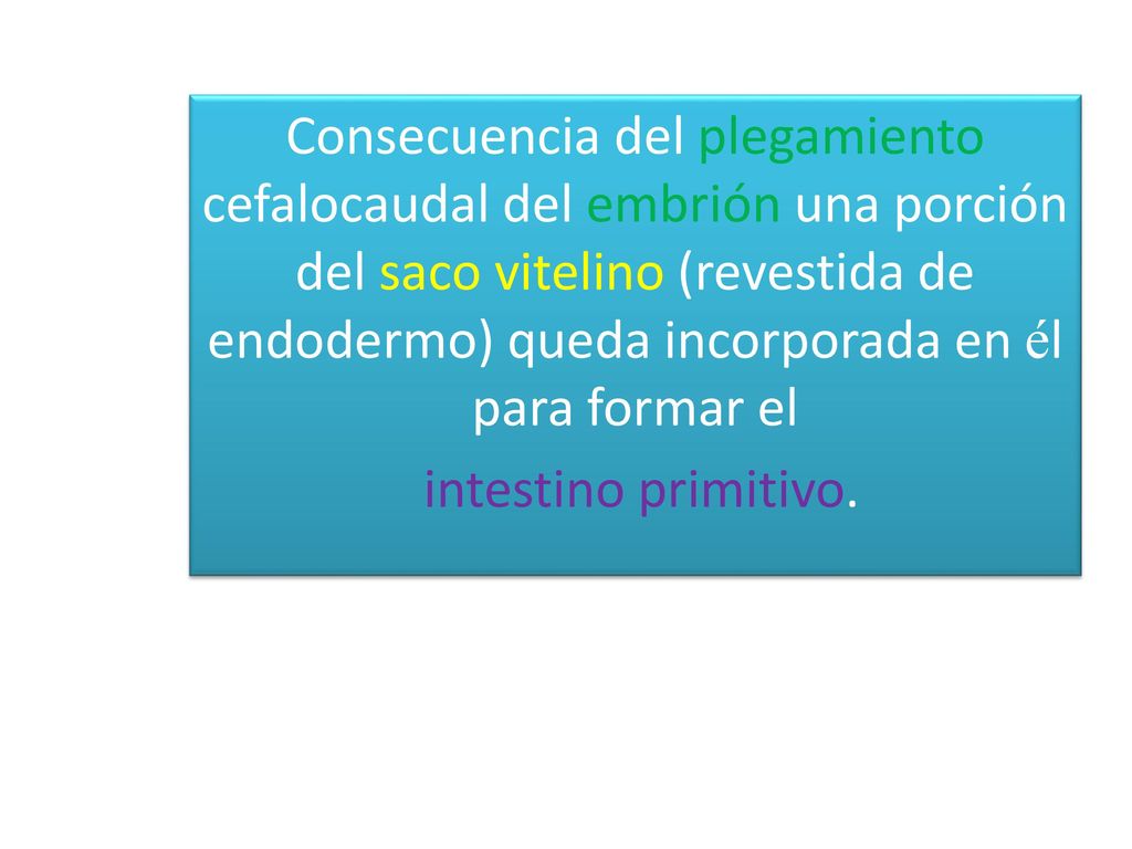 Consecuencia del plegamiento cefalocaudal del embrión una porción del saco vitelino (revestida de endodermo) queda incorporada en él para formar el intestino primitivo.