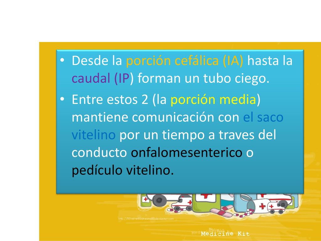 Desde la porción cefálica (IA) hasta la caudal (IP) forman un tubo ciego.