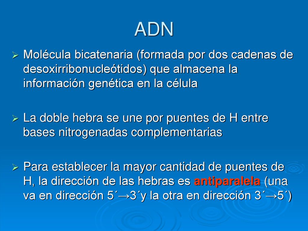 ADN Molécula bicatenaria (formada por dos cadenas de desoxirribonucleótidos) que almacena la información genética en la célula.