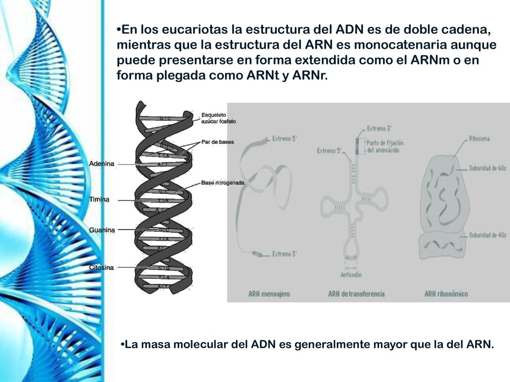En los eucariotas la estructura del ADN es de doble cadena, mientras que la estructura del ARN es monocatenaria aunque puede presentarse en forma extendida como el ARNm o en forma plegada como ARNt y ARNr.