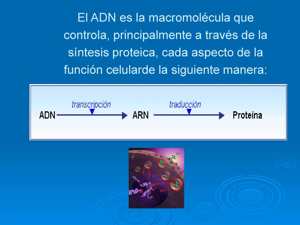 El ADN es la macromolécula que controla, principalmente a través de la síntesis proteica, cada aspecto de la función celularde la siguiente manera: