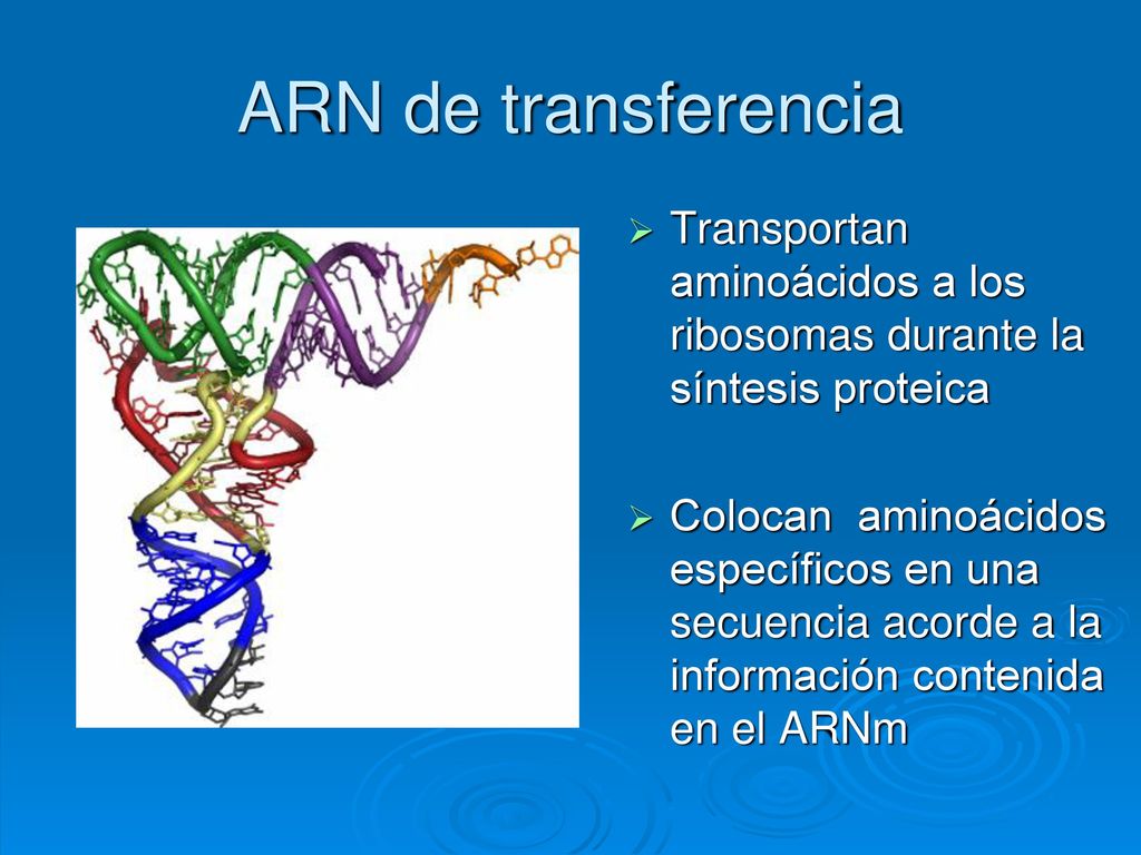 ARN de transferencia Transportan aminoácidos a los ribosomas durante la síntesis proteica.