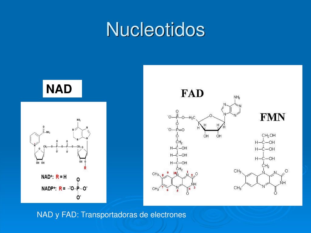 Nucleotidos NAD NAD y FAD: Transportadoras de electrones