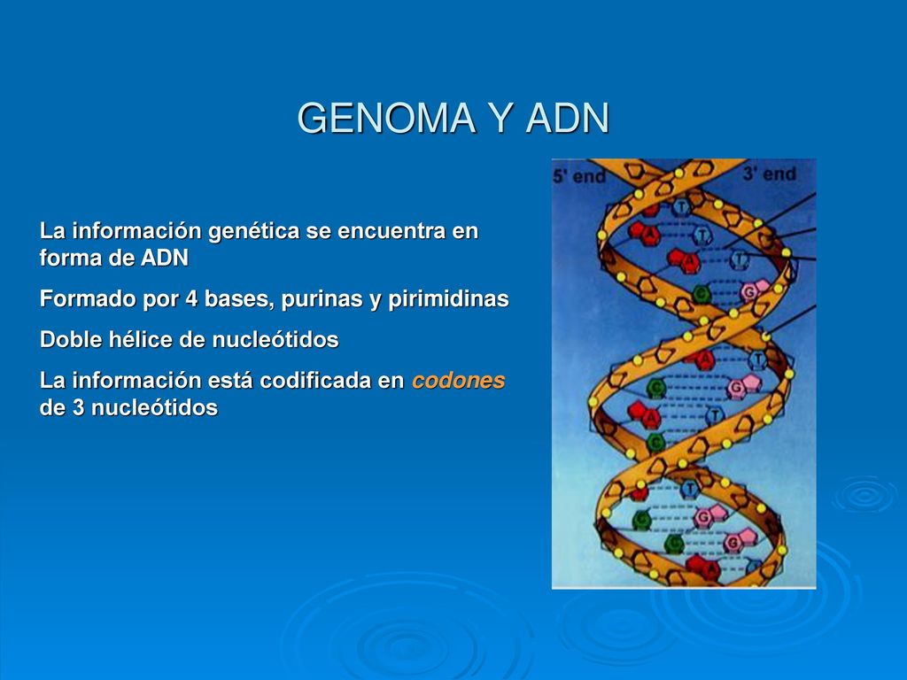 GENOMA Y ADN La información genética se encuentra en forma de ADN