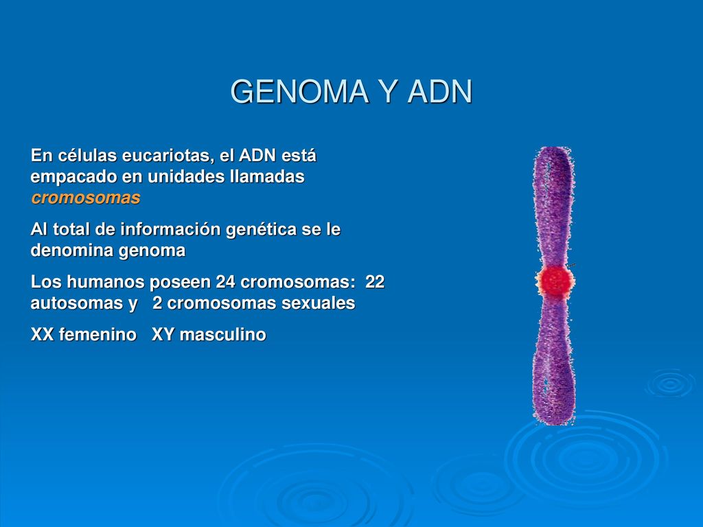 GENOMA Y ADN En células eucariotas, el ADN está empacado en unidades llamadas cromosomas. Al total de información genética se le denomina genoma.