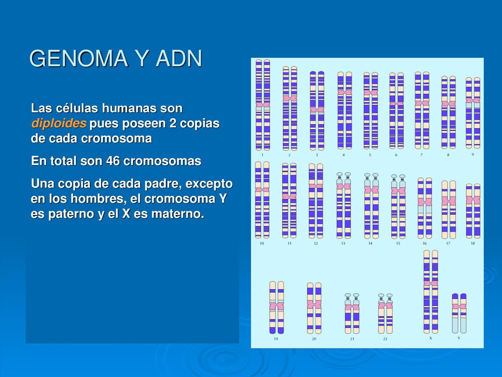 GENOMA Y ADN Las células humanas son diploides pues poseen 2 copias de cada cromosoma. En total son 46 cromosomas.