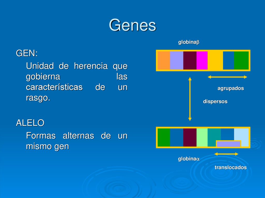 Genes globinab. GEN: Unidad de herencia que gobierna las características de un rasgo. ALELO. Formas alternas de un mismo gen.