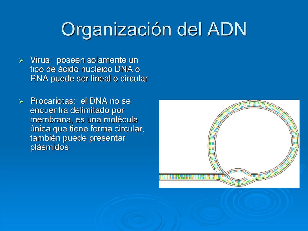 Organización del ADN Virus: poseen solamente un tipo de ácido nucleico DNA o RNA puede ser lineal o circular.