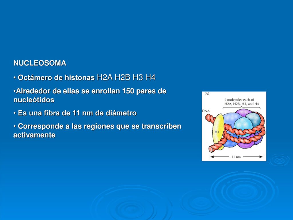 NUCLEOSOMA Octámero de histonas H2A H2B H3 H4. Alrededor de ellas se enrollan 150 pares de nucleótidos.