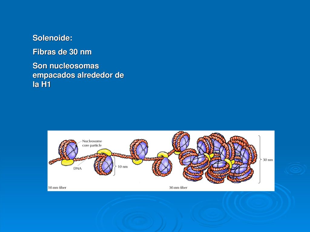 Solenoide: Fibras de 30 nm Son nucleosomas empacados alrededor de la H1