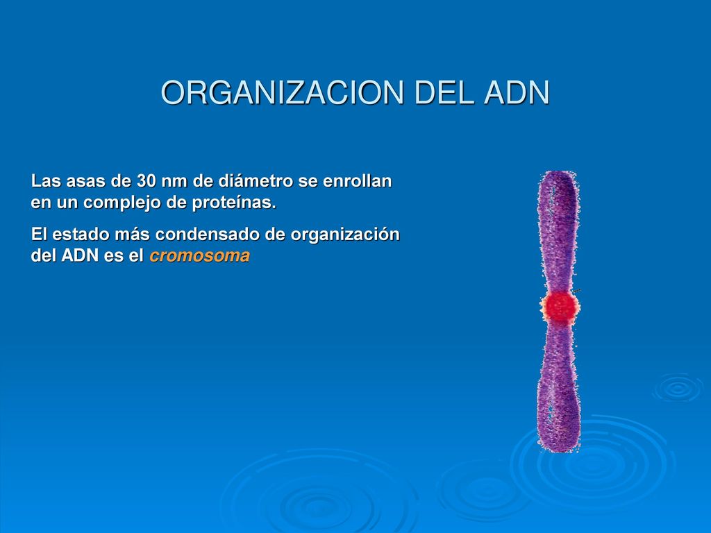 ORGANIZACION DEL ADN Las asas de 30 nm de diámetro se enrollan en un complejo de proteínas.
