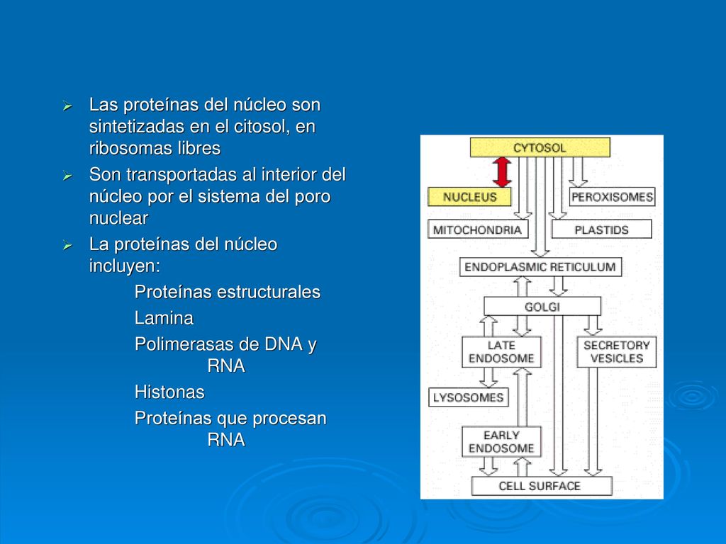 Las proteínas del núcleo son sintetizadas en el citosol, en ribosomas libres