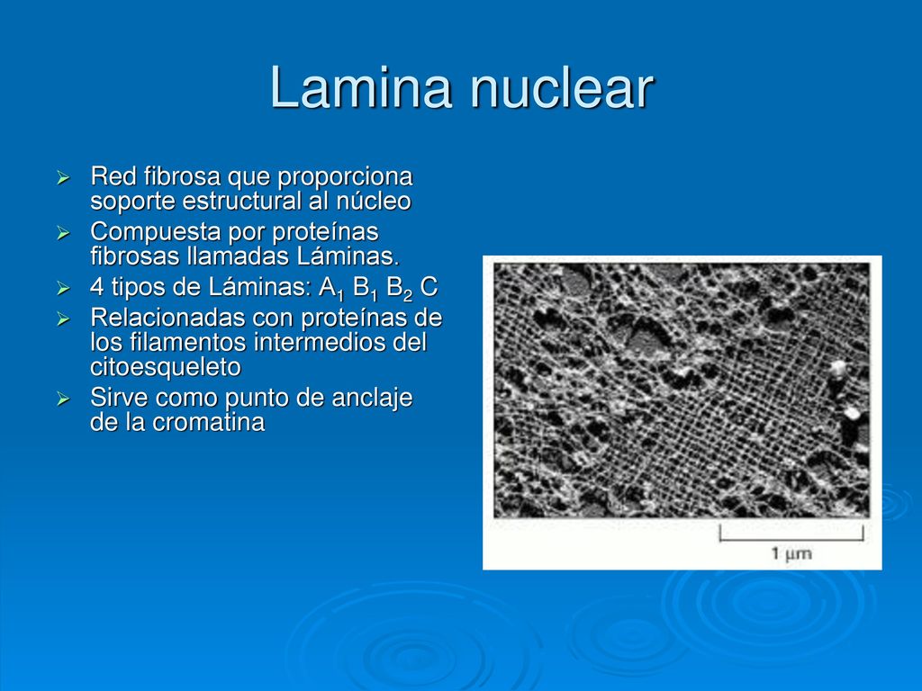 Lamina nuclear Red fibrosa que proporciona soporte estructural al núcleo. Compuesta por proteínas fibrosas llamadas Láminas.