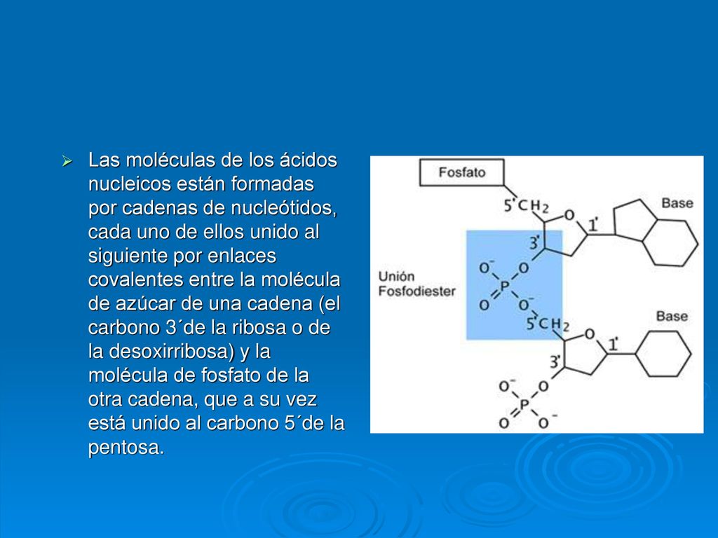 Las moléculas de los ácidos nucleicos están formadas por cadenas de nucleótidos, cada uno de ellos unido al siguiente por enlaces covalentes entre la molécula de azúcar de una cadena (el carbono 3´de la ribosa o de la desoxirribosa) y la molécula de fosfato de la otra cadena, que a su vez está unido al carbono 5´de la pentosa.