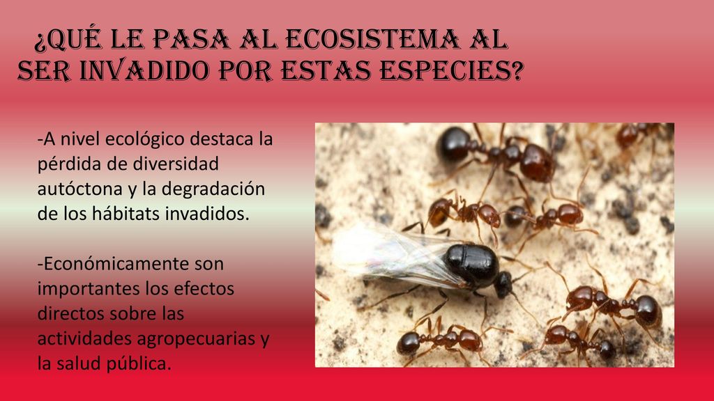 ¿Qué le pasa al ecosistema al ser invadido por estas especies
