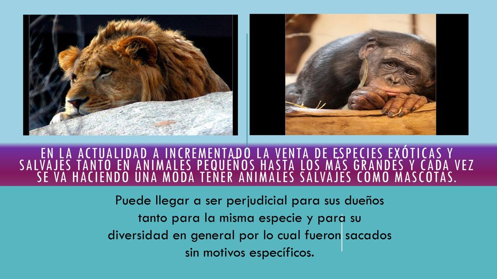 en la actualidad a incrementado la venta de especies exóticas y salvajes tanto en animales pequeños hasta los más grandes y cada vez se va haciendo una moda tener animales salvajes como mascotas.