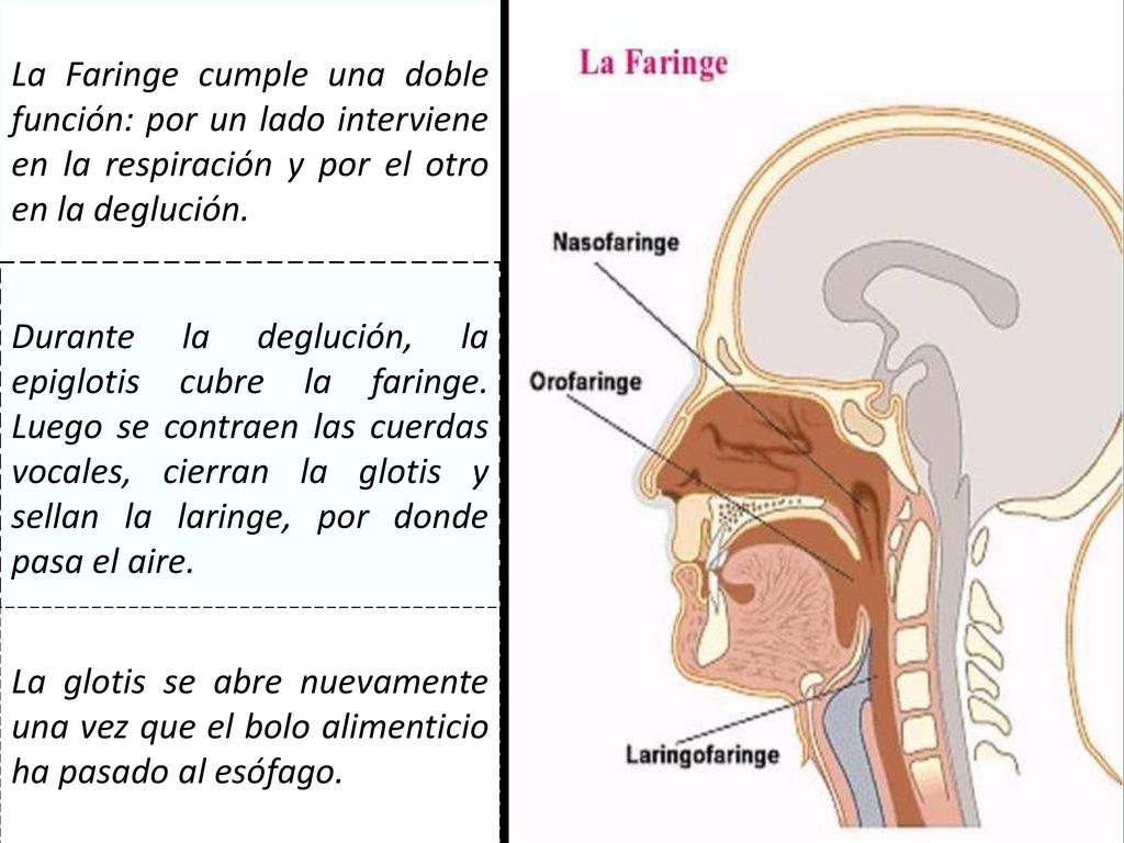 La Faringe cumple una doble función: por un lado interviene en la respiración y por el otro en la deglución.