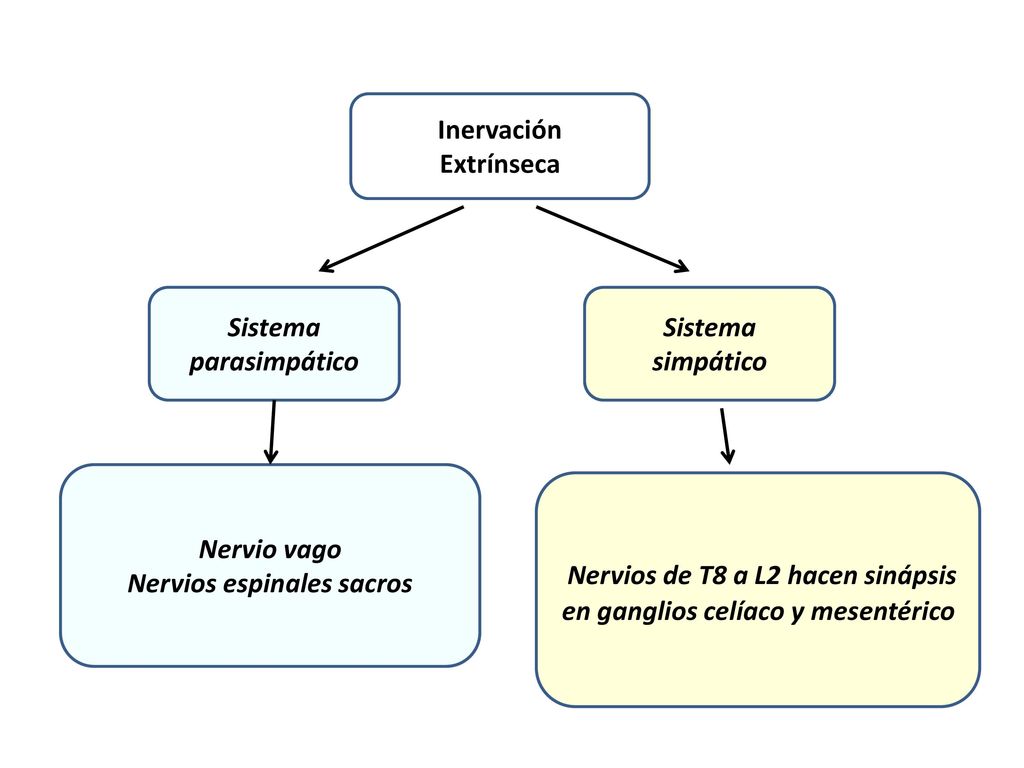 Nervios de T8 a L2 hacen sinápsis en ganglios celíaco y mesentérico