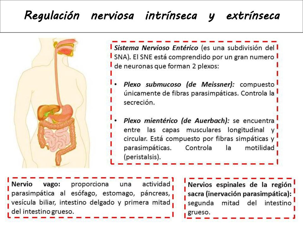 Ulare - Fisiología Prof. Pablo Bizama Pommiez - ppt descargar