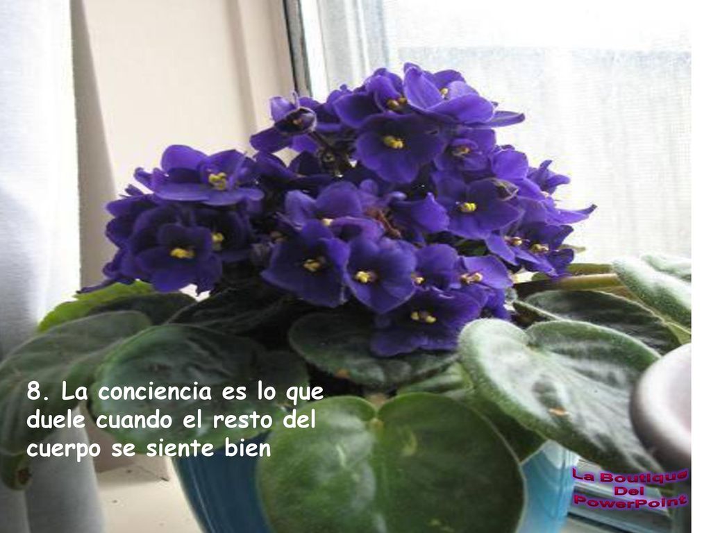 8. La conciencia es lo que duele cuando el resto del cuerpo se siente bien