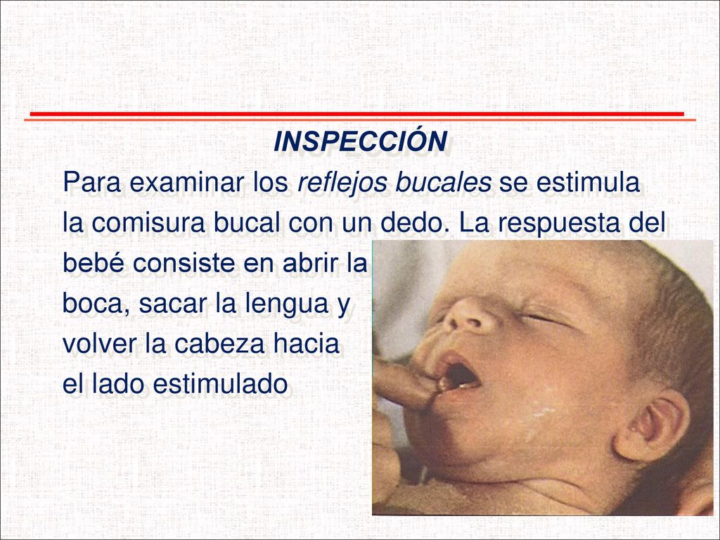 INSPECCIÓN Para examinar los reflejos bucales se estimula. la comisura bucal con un dedo. La respuesta del.