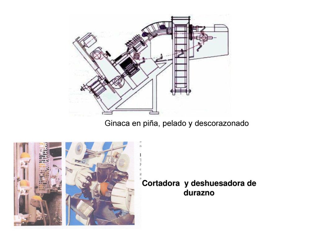 Cortadora y deshuesadora de durazno