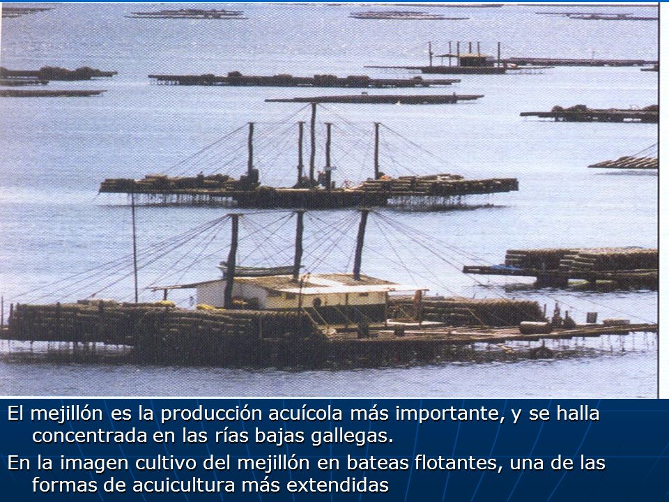 El mejillón es la producción acuícola más importante, y se halla concentrada en las rías bajas gallegas.