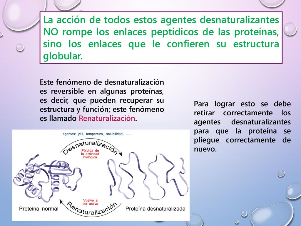 La acción de todos estos agentes desnaturalizantes NO rompe los enlaces peptídicos de las proteínas, sino los enlaces que le confieren su estructura globular.