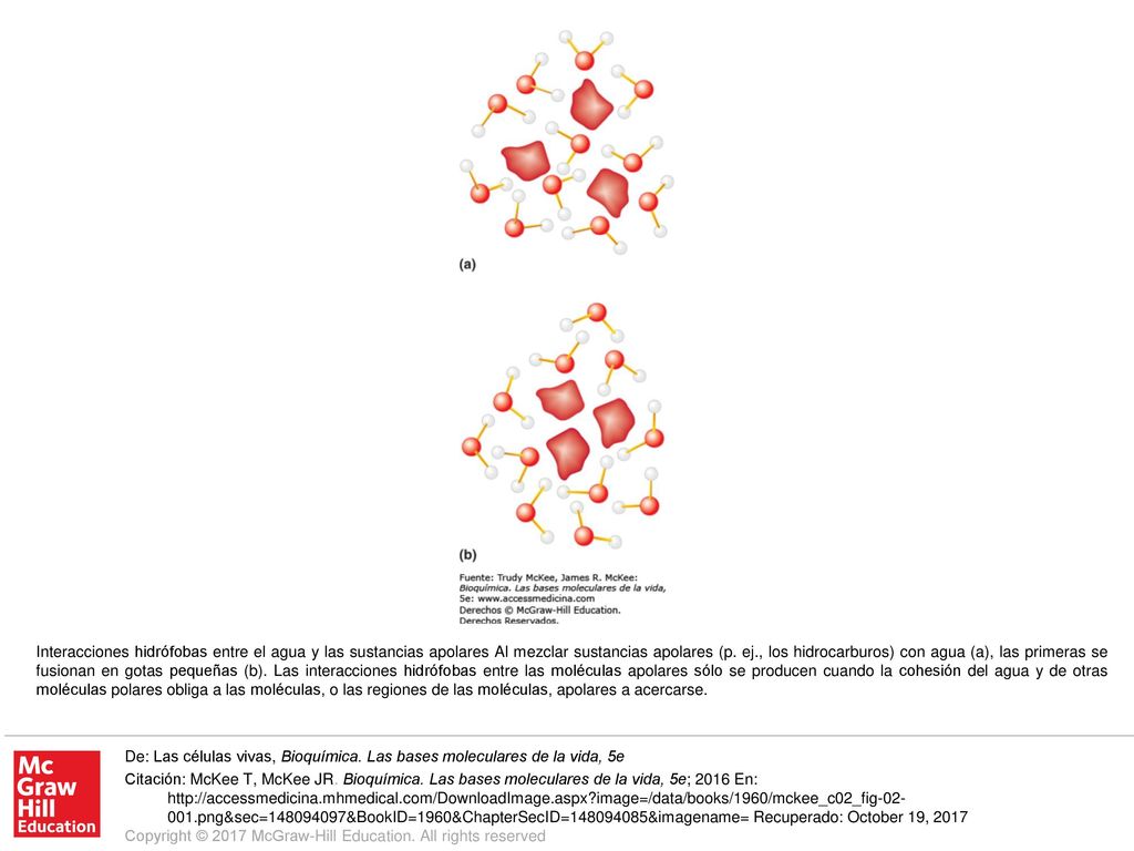 Interacciones hidrófobas entre el agua y las sustancias apolares Al mezclar sustancias apolares (p. ej., los hidrocarburos) con agua (a), las primeras se fusionan en gotas pequeñas (b). Las interacciones hidrófobas entre las moléculas apolares sólo se producen cuando la cohesión del agua y de otras moléculas polares obliga a las moléculas, o las regiones de las moléculas, apolares a acercarse.