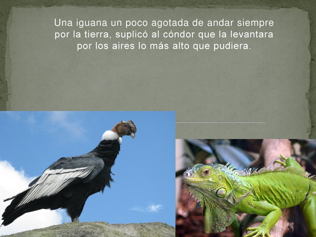 Una iguana un poco agotada de andar siempre por la tierra, suplicó al cóndor que la levantara por los aires lo más alto que pudiera.