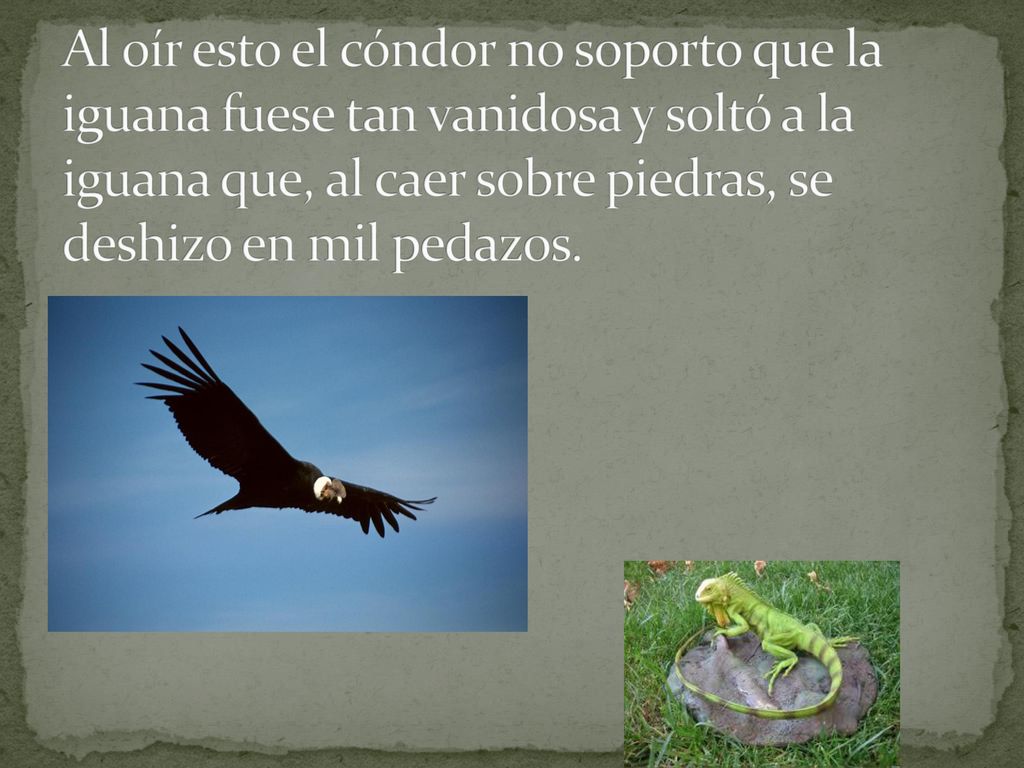 Al oír esto el cóndor no soporto que la iguana fuese tan vanidosa y soltó a la iguana que, al caer sobre piedras, se deshizo en mil pedazos.