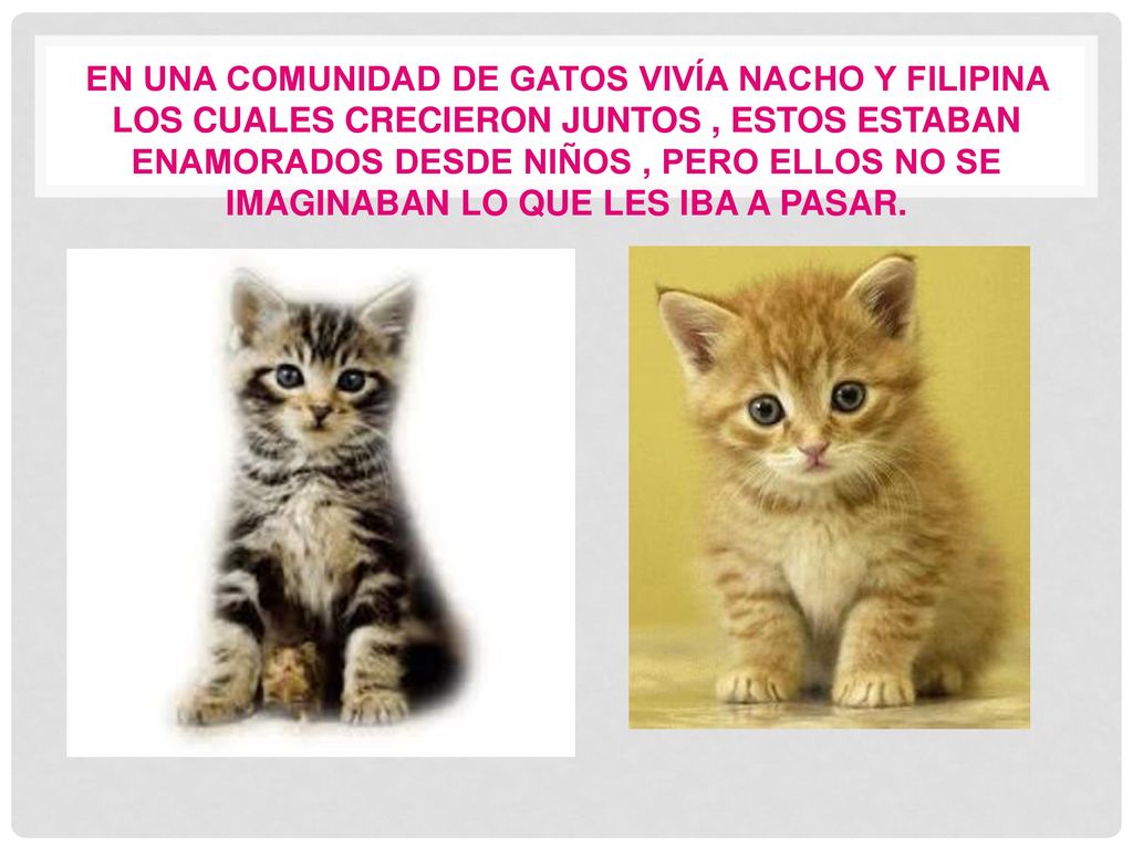 En una comunidad de gatos vivía Nacho Y Filipina los cuales crecieron juntos , estos estaban enamorados desde niños , pero ellos no se imaginaban lo que les iba a pasar.