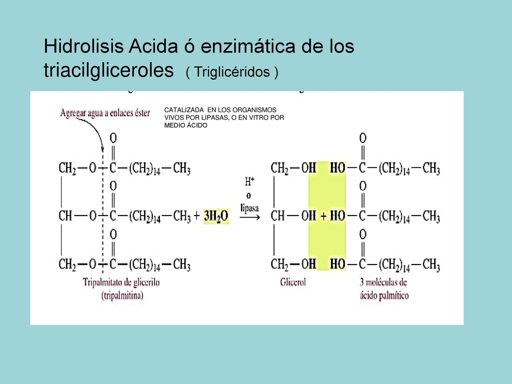 Hidrolisis Acida ó enzimática de los triacilgliceroles ( Triglicéridos )