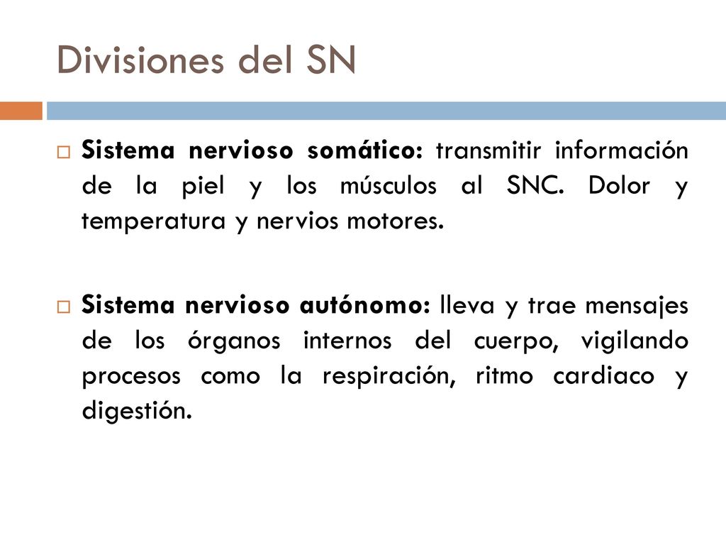 Divisiones del SN Sistema nervioso somático: transmitir información de la piel y los músculos al SNC. Dolor y temperatura y nervios motores.