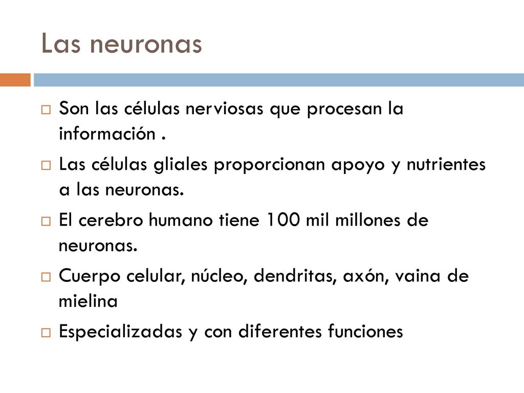 Las neuronas Son las células nerviosas que procesan la información .