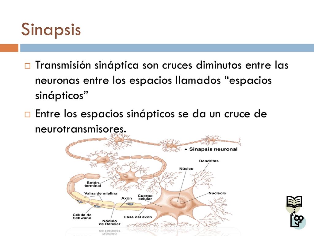 Sinapsis Transmisión sináptica son cruces diminutos entre las neuronas entre los espacios llamados espacios sinápticos