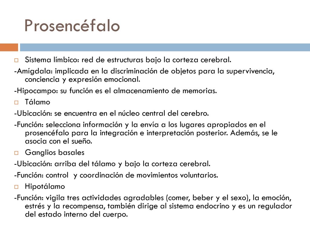 Prosencéfalo Sistema límbico: red de estructuras bajo la corteza cerebral.