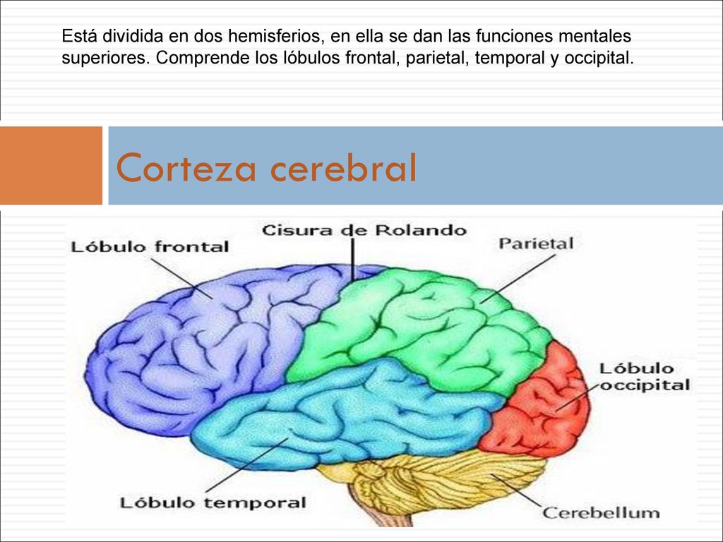 Está dividida en dos hemisferios, en ella se dan las funciones mentales superiores. Comprende los lóbulos frontal, parietal, temporal y occipital.