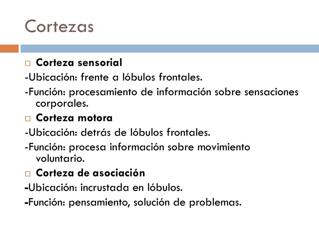 Cortezas Corteza sensorial -Ubicación: frente a lóbulos frontales.