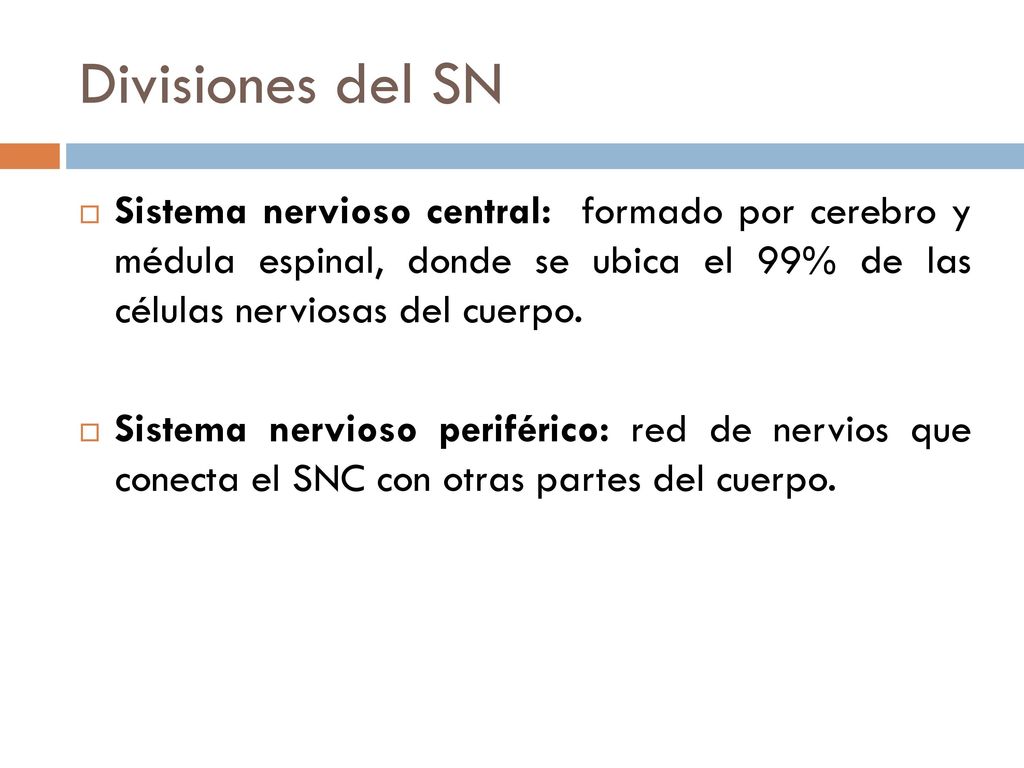 Divisiones del SN Sistema nervioso central: formado por cerebro y médula espinal, donde se ubica el 99% de las células nerviosas del cuerpo.