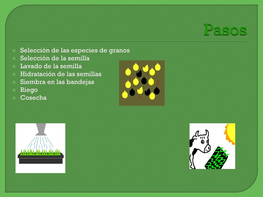 Pasos Selección de las especies de granos Selección de la semilla